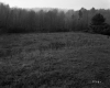 Trottier Property, Field and Forest
