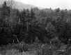 Trottier Property, View toward Forest