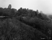 Trottier Property, Forested Hills