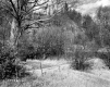 Smith Property, View toward Forest