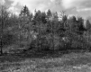Smith Property, Field and Forested Hill