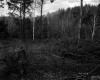 Smith Property, Logging in Forest