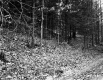 Smith Property, Forest View