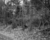 Smith Property, Forest View