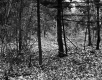 Smith Property, Forest View