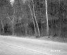 Trees by Paved Road