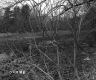 Trees by Marshy Area