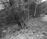 Trees by Road