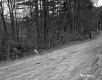 Trees by Road