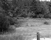 Wire Fence by Field