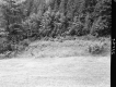 Field and Trees