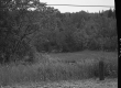 Grass by Train Tracks