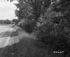 Grass and Trees by Road