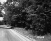 Trees by Dirt Road