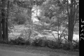 Bridge Through Trees