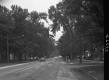 Trees Lining Road