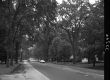 Trees Lining Road