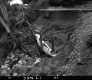 Car in Ditch