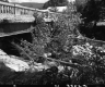 Fallen Trees from Flood