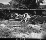 Fallen Tree by Bridge