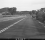Trees by Paved Road