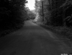 Dirt Road and Trees