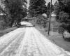 Dirt Road and Plants