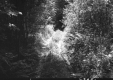 Forest Road