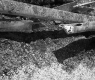 Crushed Guard Rail