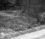 Forest and Grassland Plants from Unpaved Road in Plymouth