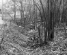 Small Stream in Plymouth 1