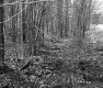 Small Stream in Plymouth 2