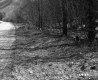 Unpaved Road with  Mixed Forest and Hills in Plymouth