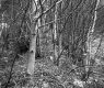 Birch Stands in Plymouth