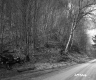 Hilly Forested Landscape and Unpaved Road in Plymouth 1
