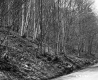 Hilly Forested Landscape and Unpaved Road in Plymouth 2