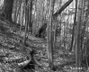 Hillside Forest in Plymouth
