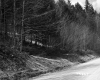 Hillside Forest in Plymouth with Road