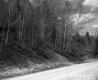 Hillside Forest in Plymouth with Road