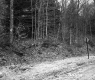 View of Forest from Unpaved Road in Plymouth