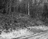 View of Forest from Unpaved Road in Plymouth 2