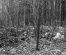 Dense Forest in Plymouth
