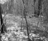 Forest Stand in Plymouth
