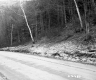 Hillside Forest Alongside Unpaved Road in Plymouth