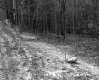Stand of Forest From Unpaved Road in Plymouth