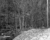 Stream and Trees