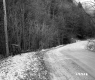 Trees by Paved Road