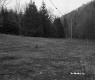Field Surrounded by Trees