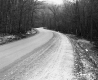 Dirt Road and Trees