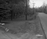 Trees by Paved Road